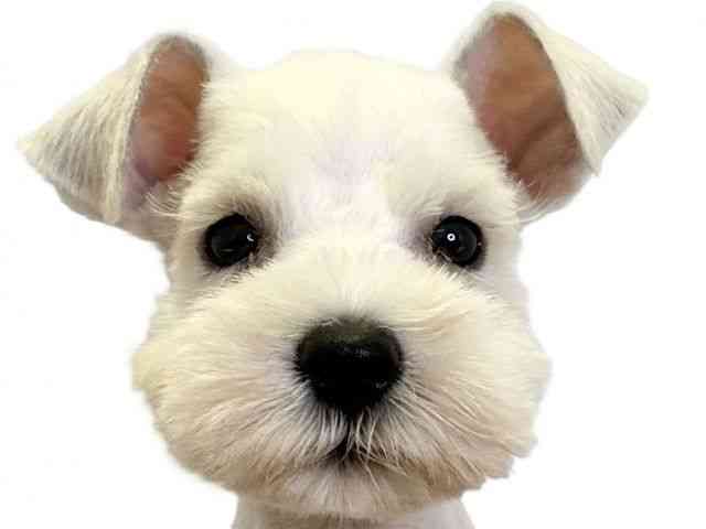 愛媛県のミニチュアシュナウザー (ひごペットフレンドリーエミフルMASAKI店/2025年8月29日生まれ/女の子/ホワイト)の子犬