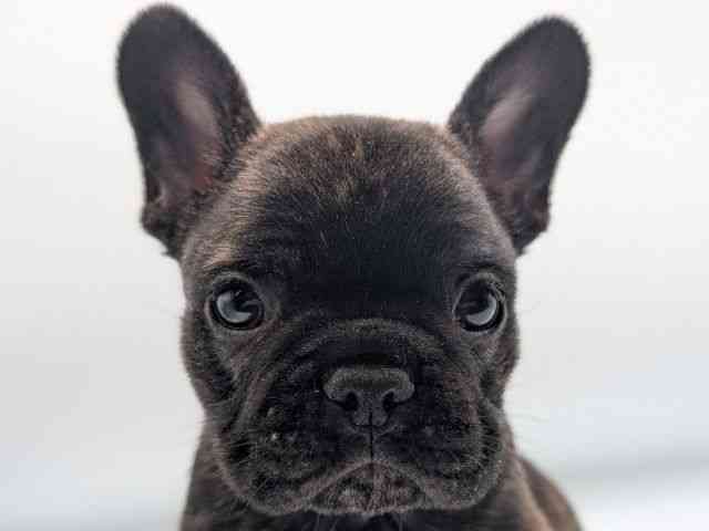 香川県のフレンチブルドッグ (ひごペットフレンドリーゆめタウン高松店/2025年8月27日生まれ/男の子/ブリンドル)の子犬の1枚目の画像