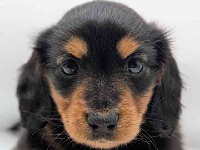 香川県のミニチュアダックスフンド(ロング) (ひごペットフレンドリーゆめタウン高松店/2025年8月29日生まれ/男の子/ブラックタン)の子犬の1枚目の画像