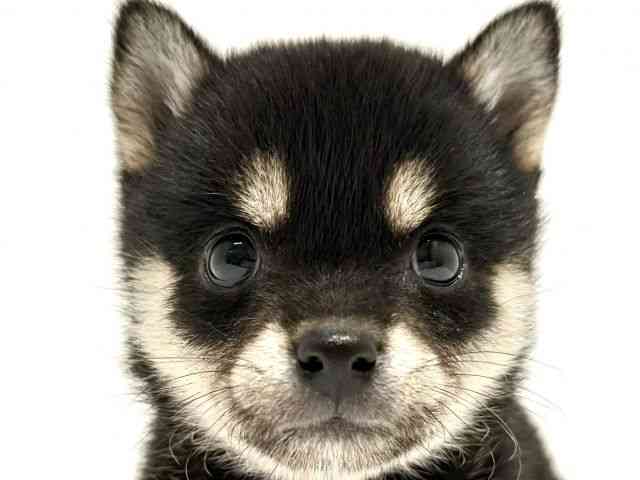 大阪府の柴犬(標準サイズ) (ひごペットフレンドリーイオン高槻店/2025年8月28日生まれ/女の子/黒)の子犬