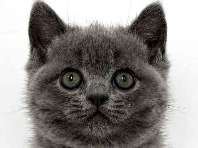 大阪府のブリティッシュショートヘアー (ひごペットフレンドリーベルファ2都島店/2025年8月29日生まれ/女の子/ブルー)の子猫の1枚目の画像