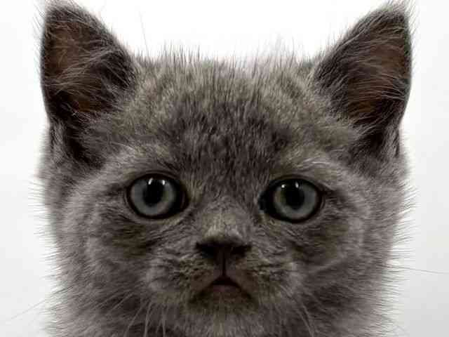 大阪府のブリティッシュショートヘアー (ひごペットフレンドリー東淀川店/2025年8月30日生まれ/男の子/ブルー)の子猫