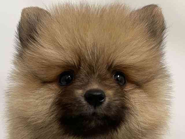 和歌山県のポメラニアン (ひごペットフレンドリーパームシティ和歌山店/2025年8月30日生まれ/女の子/オレンジ)の子犬の1枚目の画像