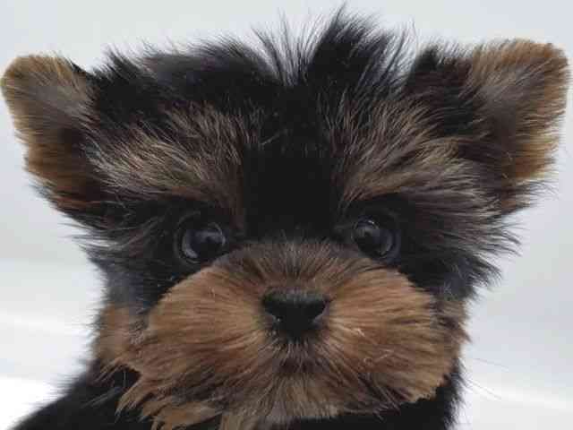 京都府のヨークシャーテリア (ひごペットフレンドリー京都店/2025年8月29日生まれ/女の子/スチールブルータン)の子犬の1枚目の画像