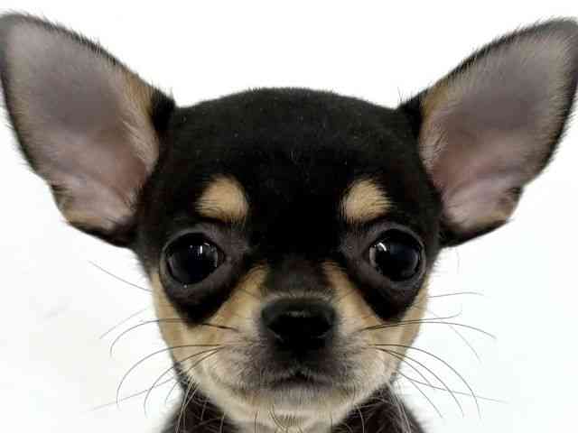 大阪府のチワワ(スムース) (ひごペットフレンドリーベルファ2都島店/2025年8月31日生まれ/女の子/ブラックタンホワイト)の子犬