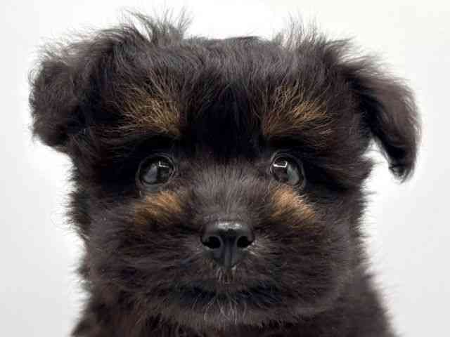 奈良県のポメプー(ポメラニアン×プードル) (ひごペットフレンドリー田原本店/2025年8月30日生まれ/男の子/ブラックタン)の子犬の1枚目の画像