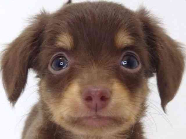 大阪府のチワックス(チワワ×ダックス) (ひごペットフレンドリーいこらもーる泉佐野店/2025年8月30日生まれ/女の子/チョコレートタン)の子犬