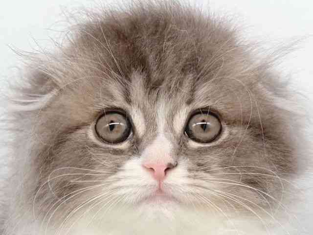 2025年8月30日生まれのスコティッシュフォールドの1枚目の写真