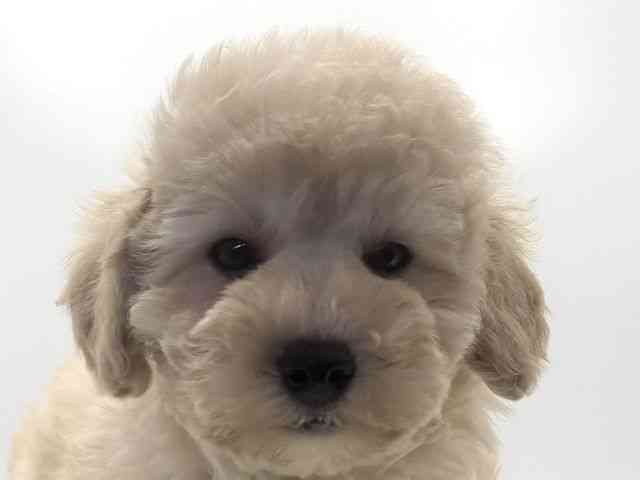 愛知県のトイプードル(トイ) (ひごペットフレンドリープライムツリー赤池店/2025年8月31日生まれ/女の子/クリーム)の子犬の1枚目の画像