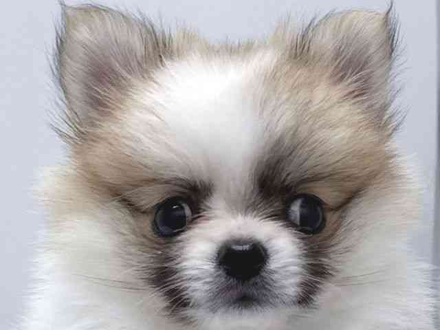 京都府のポメチワ/チワポメ/ポメチー(ポメラニアン×チワワ) (ひごペットフレンドリー京都店/2025年8月26日生まれ/女の子/ホワイトレッド)の子犬の1枚目の画像