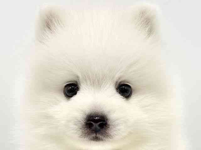 大阪府の日本スピッツ (ひごペットフレンドリーイオンタウン豊中庄内店/2025年8月30日生まれ/男の子/ホワイト)の子犬