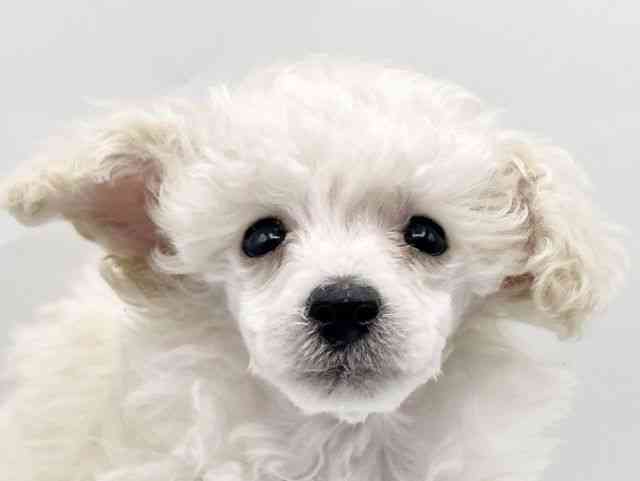 奈良県のトイプードル(トイ) (ひごペットフレンドリートナリエ大和高田店/2025年8月28日生まれ/男の子/ホワイト)の子犬の1枚目の画像