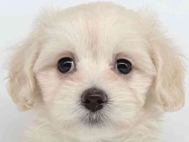 大阪府のマルックス(マルチーズ×ダックス) (ひごペットフレンドリー瓜破店/2025年8月31日生まれ/女の子/ホワイト)の子犬