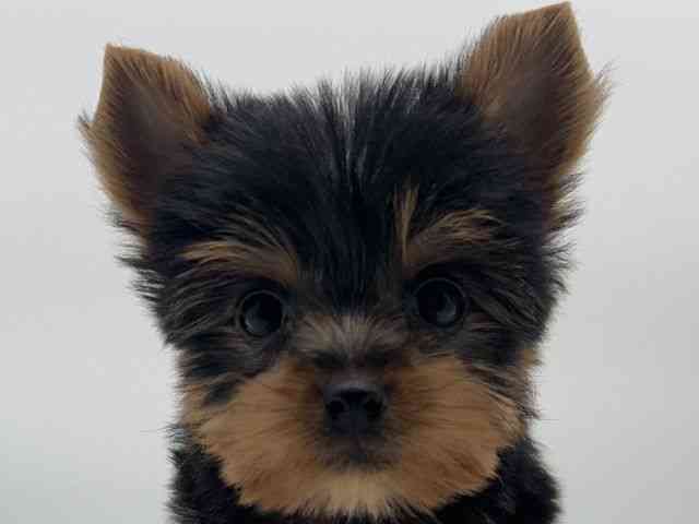 島根県のヨークシャーテリア (ひごペットフレンドリーイオンモール出雲店/2025年8月30日生まれ/男の子/スチールブルータン)の子犬