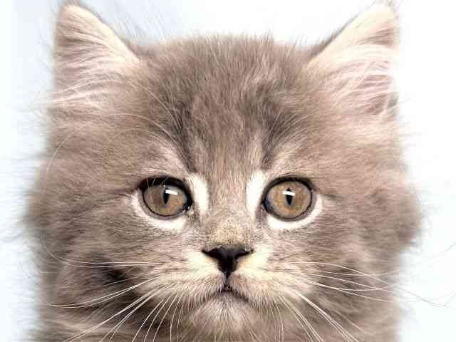 2025年8月31日生まれのスコティッシュフォールドの1枚目の写真