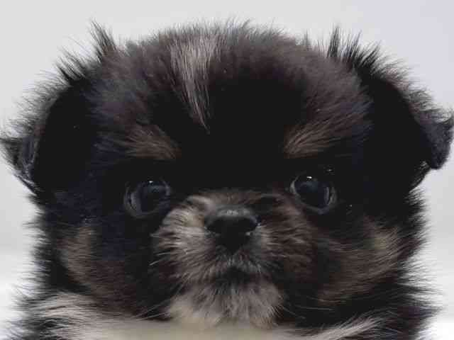 京都府のポメチワ/チワポメ/ポメチー(ポメラニアン×チワワ) (ひごペットフレンドリー京都店/2025年8月31日生まれ/女の子/ブラックタンホワイト)の子犬の1枚目の画像