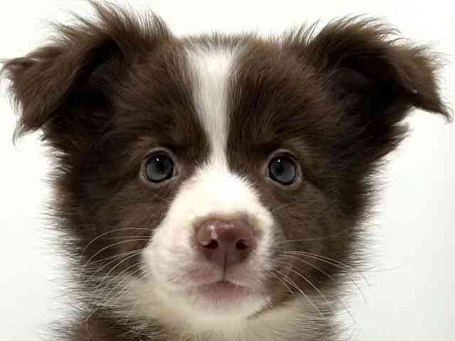 奈良県のボーダーコリー (ひごペットフレンドリーイオンモール橿原ウエストビレッジ店/2025年8月27日生まれ/女の子/チョコレートホワイト)の子犬の1枚目の画像