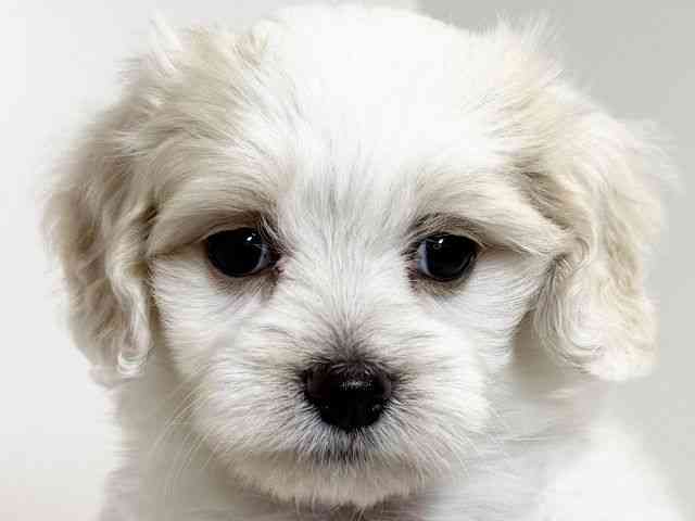 兵庫県のマルックス(マルチーズ×ダックス) (ひごペットフレンドリーイトーヨーカドー明石店/2025年8月31日生まれ/女の子/ホワイト)の子犬の1枚目の画像