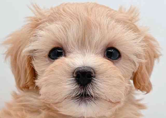 島根県のマルプー(マルチーズ×プードル) (ひごペットフレンドリーイオン松江ショッピングセンター店/2025年8月30日生まれ/女の子/アプリコット)の子犬の1枚目の画像