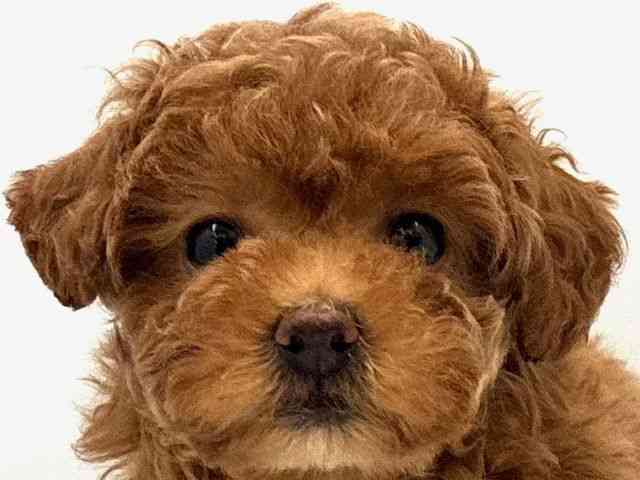 大阪府のトイプードル(トイ) (ひごペットフレンドリー東淀川店/2025年8月29日生まれ/女の子/レッド)の子犬