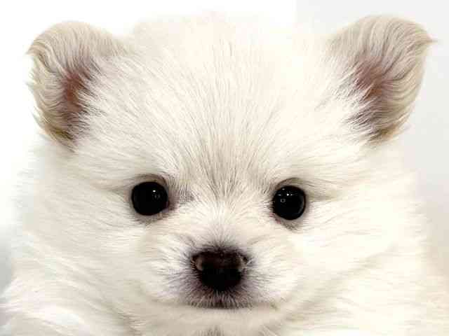 兵庫県のポメチワ/チワポメ/ポメチー(ポメラニアン×チワワ) (ひごペットフレンドリーイトーヨーカドー明石店/2025年8月29日生まれ/男の子/クリーム)の子犬