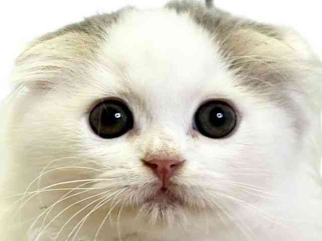 愛媛県のスコティッシュフォールド (ひごペットフレンドリーエミフルMASAKI店/2025年8月31日生まれ/男の子/ブルータビーホワイト)の子猫