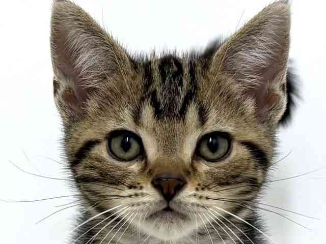 大阪府のアメリカンショートヘアー (ひごペットフレンドリーベルファ2都島店/2025年8月24日生まれ/男の子/ブラウンタビー)の子猫