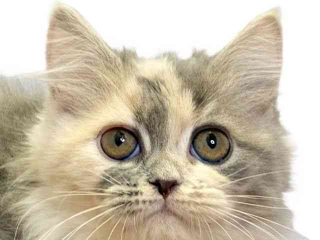 愛媛県のミヌエット (ひごペットフレンドリーエミフルMASAKI店/2025年8月9日生まれ/女の子/ブルークリーム)の子猫