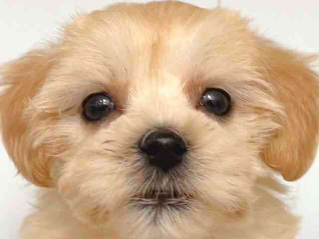 大阪府のマルプー(マルチーズ×プードル) (ひごペットフレンドリー岸和田店/2025年8月28日生まれ/女の子/アプリコット)の子犬