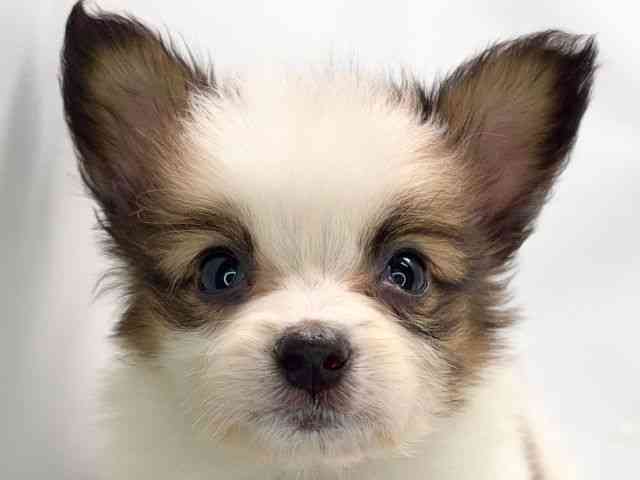 京都府のパピヨン (ひごペットフレンドリー洛北阪急スクエア店/2025年8月31日生まれ/女の子/ホワイトブラウン)の子犬の1枚目の画像