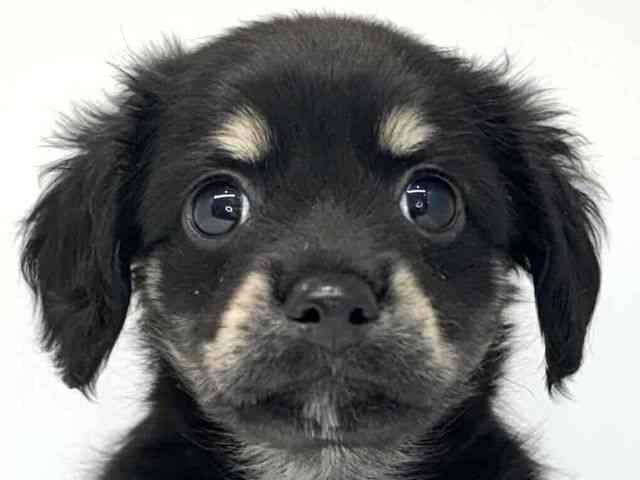 大阪府のチワックス(チワワ×ダックス) (ひごペットフレンドリーセブンパーク天美店/2025年8月30日生まれ/男の子/ブラックタン)の子犬の1枚目の画像