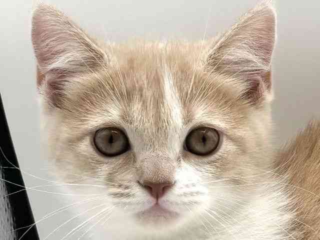 愛知県のマンチカン (ひごペットフレンドリープライムツリー赤池店/2025年8月24日生まれ/女の子/クリームタビーホワイト)の子猫の1枚目の画像