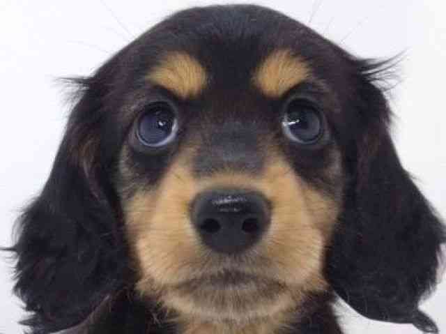 大阪府のミニチュアダックスフンド(ロング) (ひごペットフレンドリーいこらもーる泉佐野店/2025年8月28日生まれ/女の子/ブラックタン)の子犬の1枚目の画像