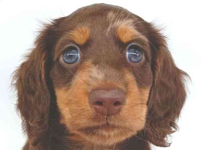 大阪府のミニチュアダックスフンド(ロング) (ひごペットフレンドリー泉ヶ丘店/2025年8月30日生まれ/男の子/チョコレートダップル)の子犬