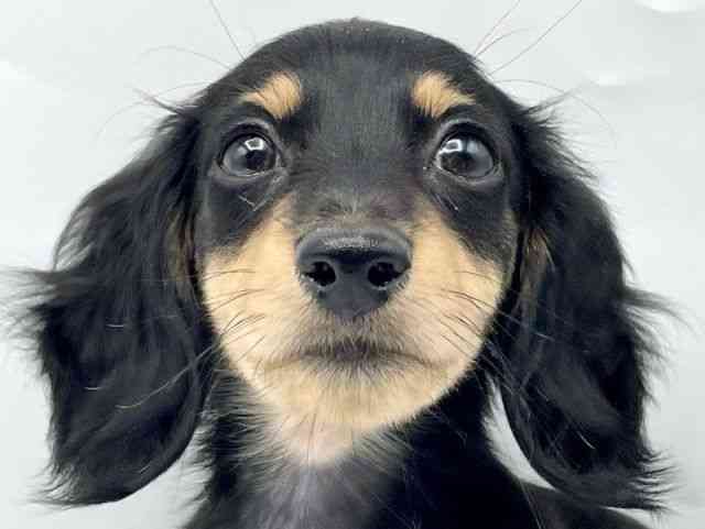 奈良県のミニチュアダックスフンド(ロング) (ひごペットフレンドリートナリエ大和高田店/2025年8月24日生まれ/女の子/ブラックイエロー)の子犬の1枚目の画像