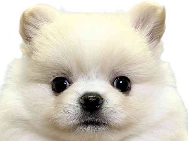 愛媛県のポメチワ/チワポメ/ポメチー(ポメラニアン×チワワ) (ひごペットフレンドリーエミフルMASAKI店/2025年8月27日生まれ/女の子/クリームホワイト)の子犬