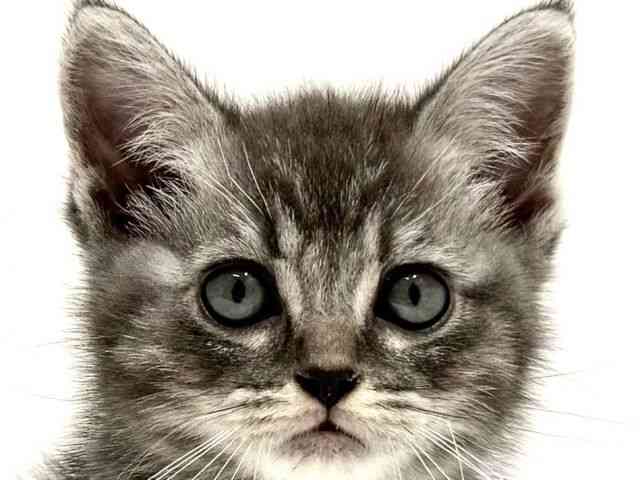 大阪府のマンチカン (ひごペットフレンドリーイオン高槻店/2025年8月30日生まれ/男の子/ブルータビー)の子猫