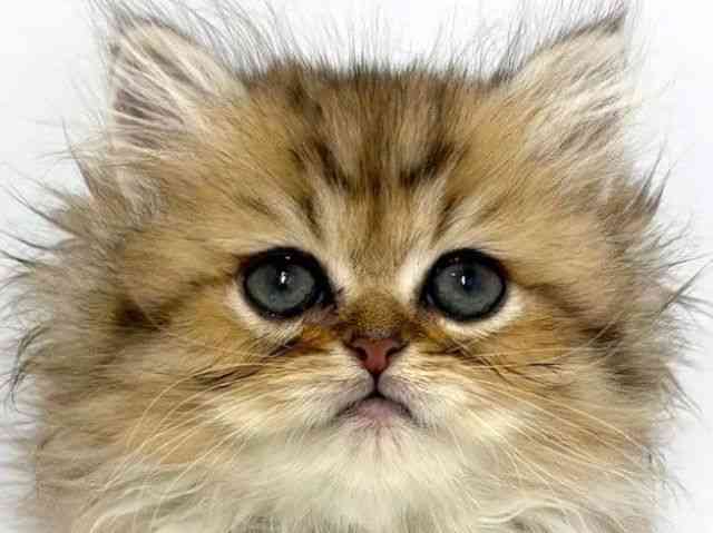 大阪府のペルシャ (ひごペットフレンドリーベルファ2都島店/2025年8月29日生まれ/女の子/チンチラゴールデン)の子猫