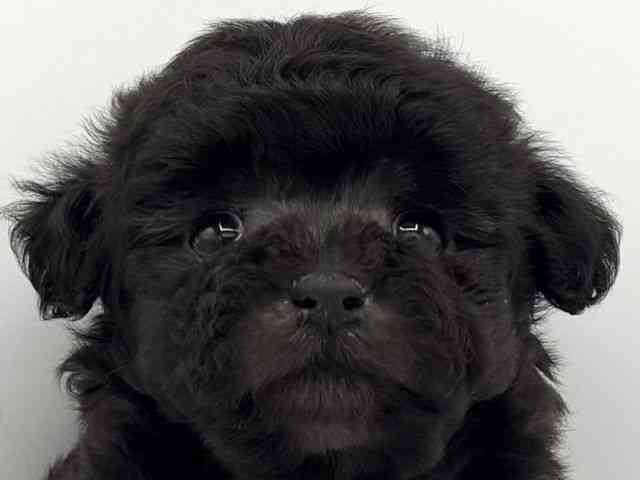 2025年8月31日生まれのトイプードル(トイ)の1枚目の写真