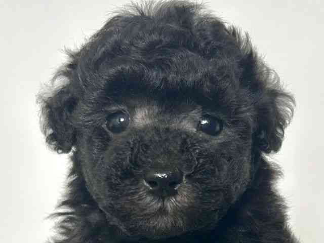 大阪府のトイプードル(トイ) (ひごペットフレンドリーアクロスプラザ住之江店/2025年8月31日生まれ/男の子/シルバー)の子犬