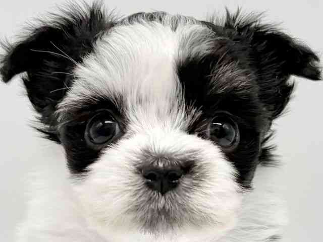 大阪府のチワマル/マルチワ(チワワ×マルチーズ) (ひごペットフレンドリーイオンタウン豊中庄内店/2025年8月28日生まれ/女の子/パーティーカラー)の子犬