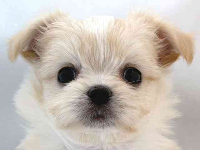 大阪府のチワマル/マルチワ(チワワ×マルチーズ) (ひごペットフレンドリー堺プラットプラット店/2025年8月28日生まれ/女の子/クリームホワイト)の子犬の1枚目の画像