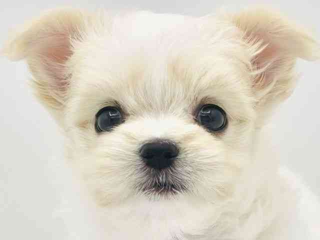 兵庫県のチワマル/マルチワ(チワワ×マルチーズ) (ひごペットフレンドリークラウンパーク伊丹店/2025年8月28日生まれ/女の子/ホワイトクリーム)の子犬の1枚目の画像