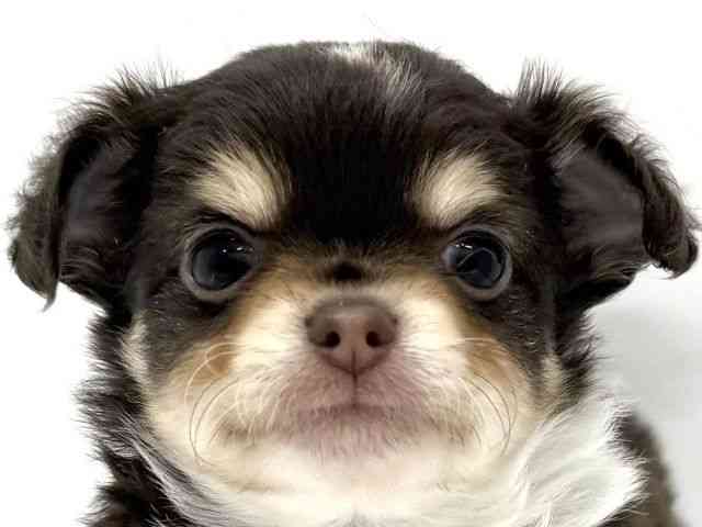 大阪府のチワワ(ロング) (ひごペットフレンドリーイオンタウン茨木太田店/2025年8月30日生まれ/男の子/チョコレートタンホワイト)の子犬の1枚目の画像