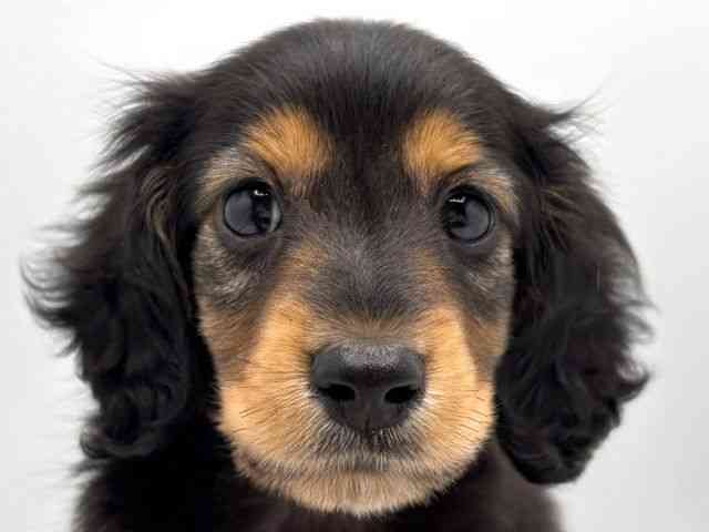 2025年8月30日生まれのカニンヘンダックスフンド(ロング)の1枚目の写真