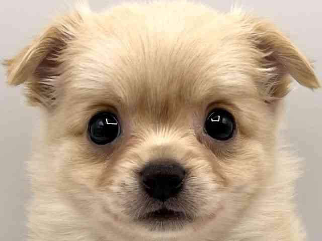 京都府のポメチワ/チワポメ/ポメチー(ポメラニアン×チワワ) (ひごペットフレンドリーイオンモール高の原店/2025年8月31日生まれ/男の子/クリーム)の子犬の1枚目の画像