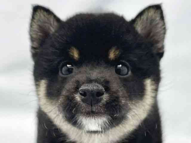 大阪府の柴犬(標準サイズ) (ひごペットフレンドリーイトーヨーカドー津久野店/2025年8月30日生まれ/男の子/黒)の子犬