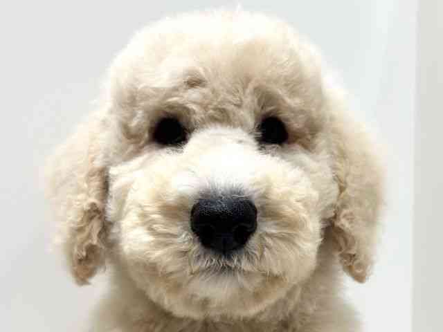 愛知県のスタンダードプードル (ひごペットフレンドリーららぽーと名古屋みなとアクルス店/2025年8月23日生まれ/男の子/クリーム)の子犬の1枚目の画像