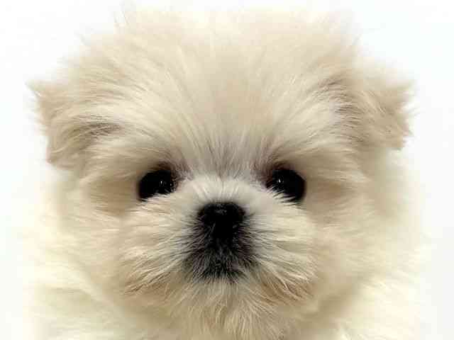 大阪府のポメマル/マルポメ(ポメラニアン×マルチーズ) (ひごペットフレンドリーベルファ2都島店/2025年8月30日生まれ/女の子/ホワイト)の子犬