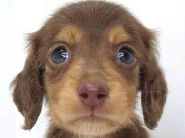 大阪府のミニチュアダックスフンド(ロング) (ひごペットフレンドリーいこらもーる泉佐野店/2025年8月30日生まれ/男の子/チョコレートタンホワイト)の子犬